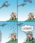 Off-the-mark-9-24-catbird
