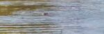 Screenshot_53