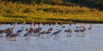 cranes-Large
