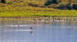 Golden-Hour-Crane-Wetland-Reflections-Large