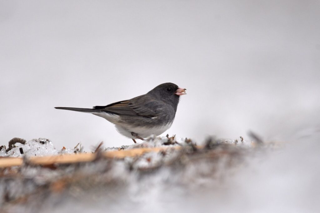Dark-eyed junco holding a seed in its beak while standing on snow-covered ground