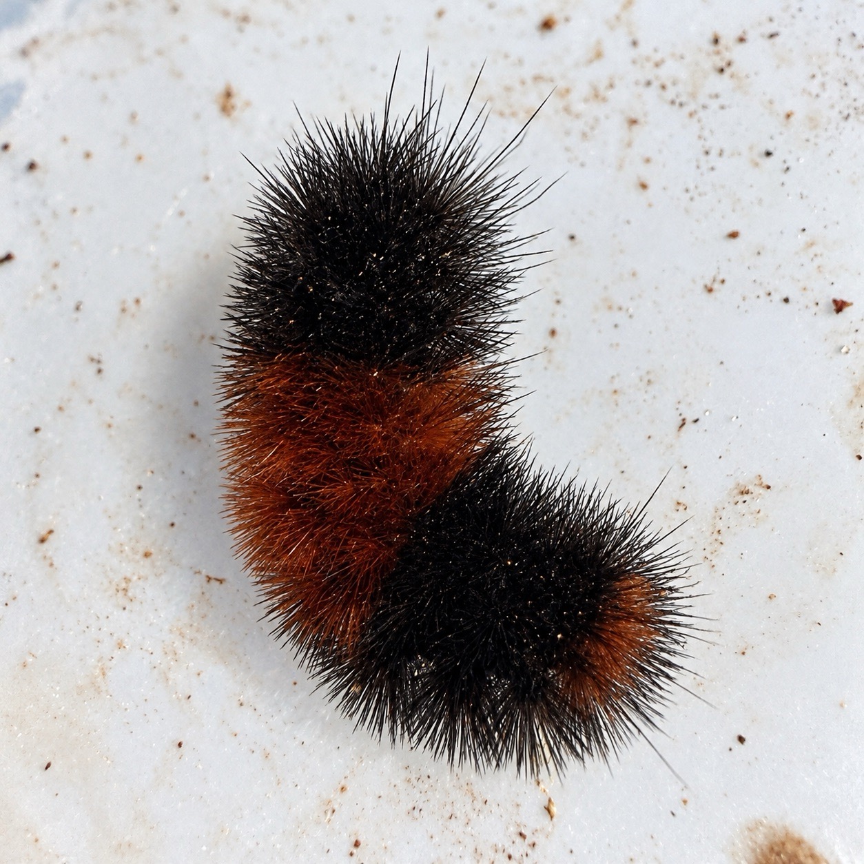 Woolly bear caterpillar curled into a C shape, showing its black and rusty-brown fuzzy hairs