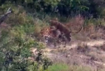 Playful-cub