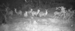 Waterbucks-1