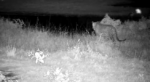 Leopard-Oct-12-2026
