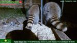 Raccoon_Coats