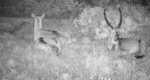 waterbuck-Oct-14