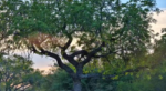 djuma-tree-3