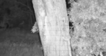 Tiger-Snake