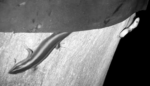 skink-and-tiger-snake