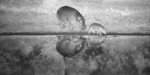 baby-and-mama-hippo
