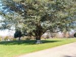 z-cemetery-bench-3