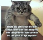 Cat-Gerbil