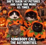 Cat-pumpkin-pic