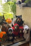 Halloween-Dachsies